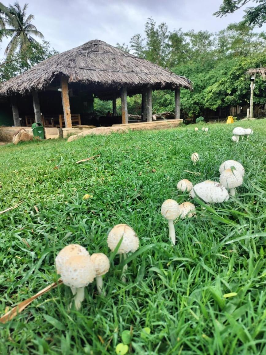 Hidden Place In Hampi Hotel Ngoại thất bức ảnh